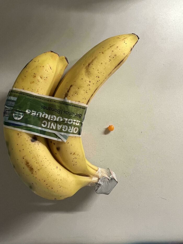 Two organic bananas next to a tiny orange tomato, illustrating a humorous gardening size joke by Mother Nature.