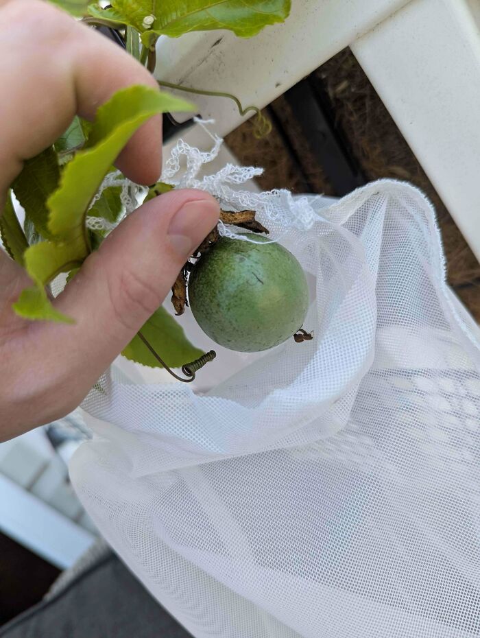 Close-up of a small green fruit held by hand with gardening net, showcasing nature's joke on gardeners.