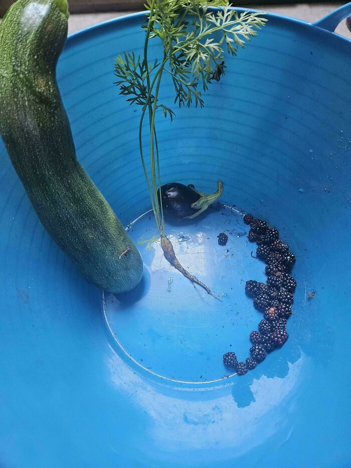 Small odd-shaped vegetables and berries in a blue bucket showing nature’s unexpected gardening surprises.