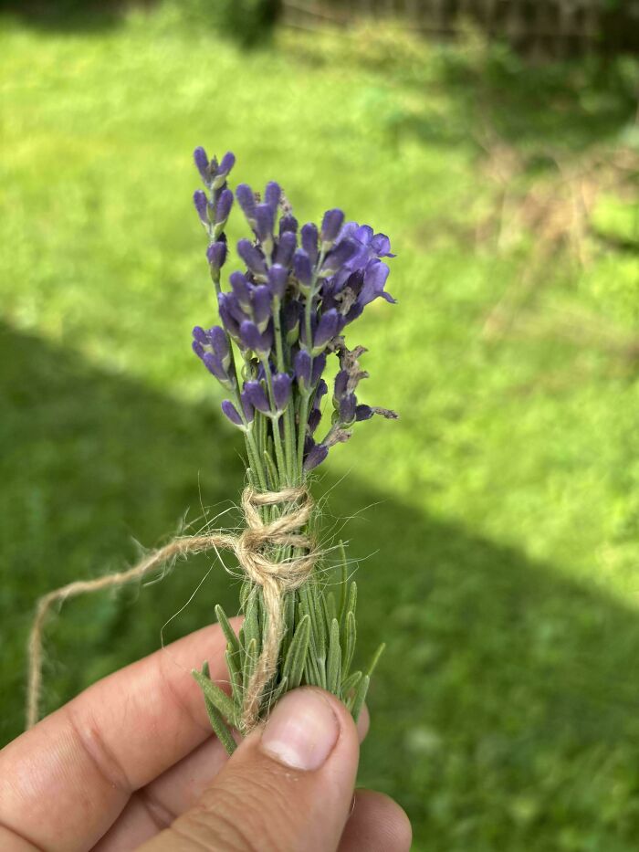 Hand holding a small bundle of purple lavender flowers tied with twine against a blurred green garden background.
