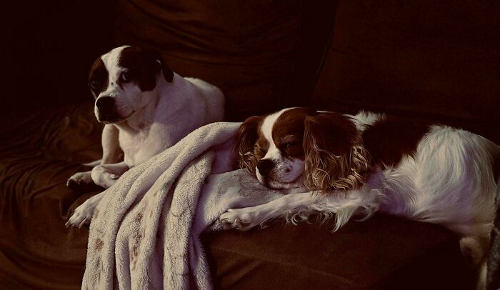 Two dogs resting on a dark couch with a blanket, capturing a scene resembling a Renaissance masterpiece.