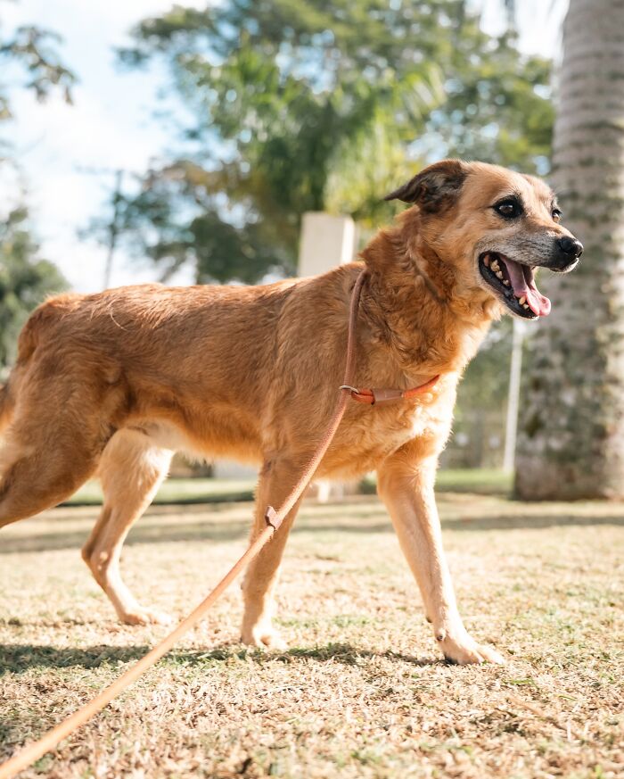Happy shelter dog on a leash enjoying a weekly walk outdoors in a sunny park setting.