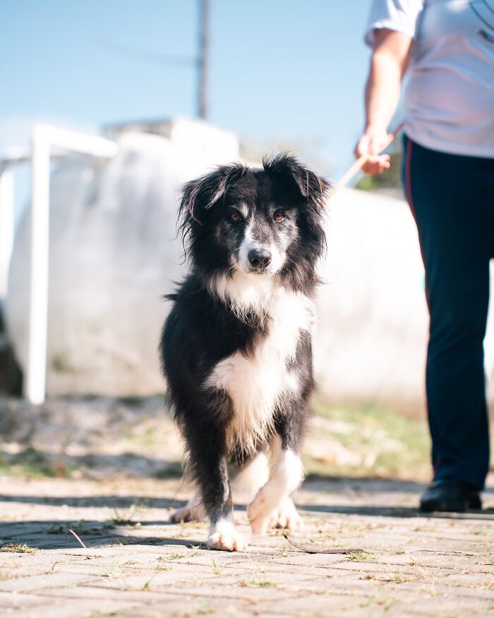 Black and white shelter dog on a leash walking outdoors, capturing the pure joy of shelter dogs on weekly walks.