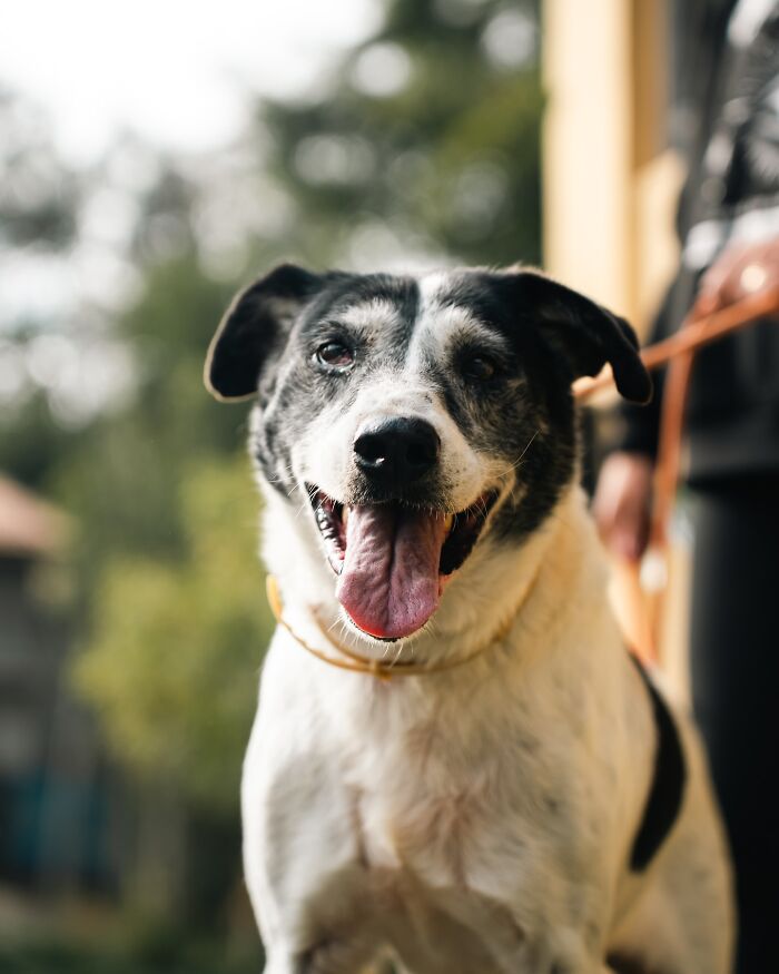 Happy shelter dog on a leash enjoying a joyful walk outdoors with blurred nature background.