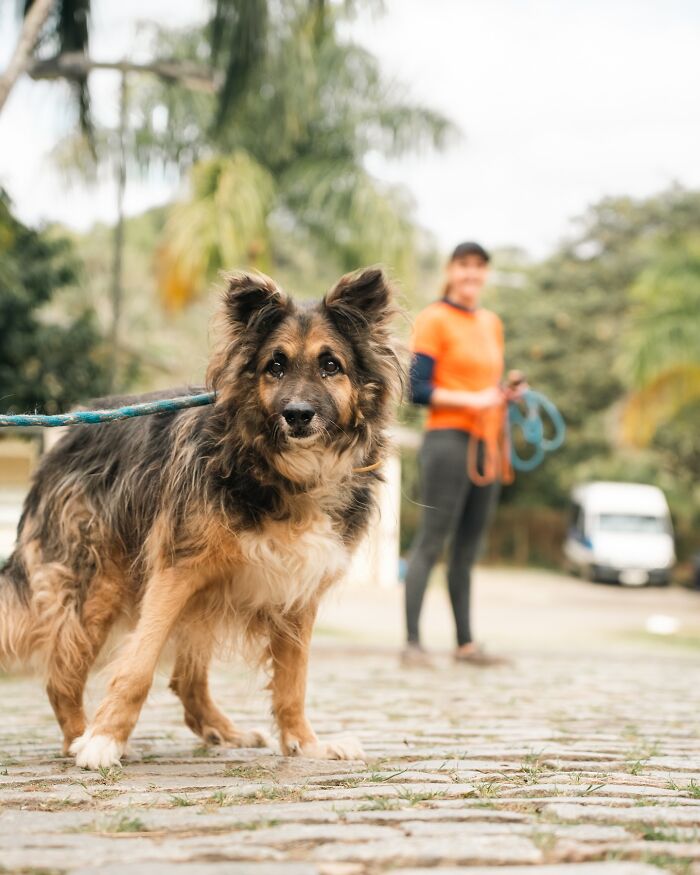 Shelter dog on leash during a weekly walk with a caretaker in a green outdoor setting showing pure joy.