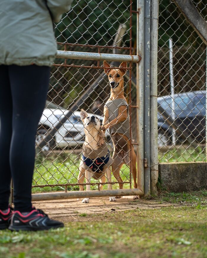 Two shelter dogs wearing sweaters eagerly wait by a gate during their weekly walks outside the shelter.
