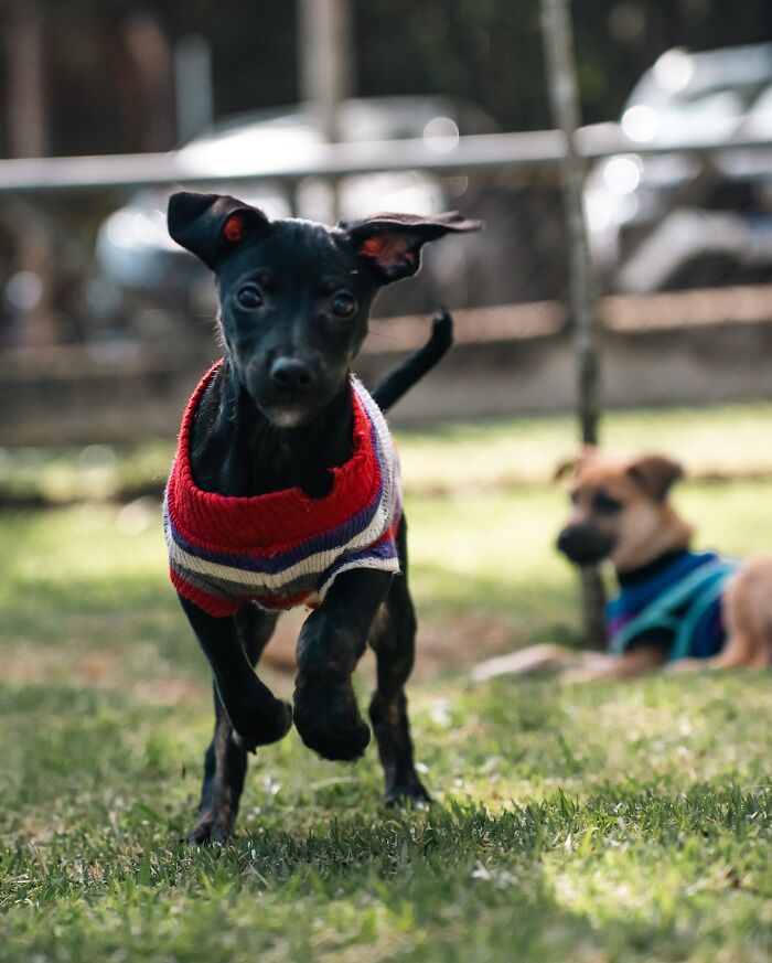 Small black shelter dog wearing a red sweater joyfully running on grass during weekly walks with another dog nearby.