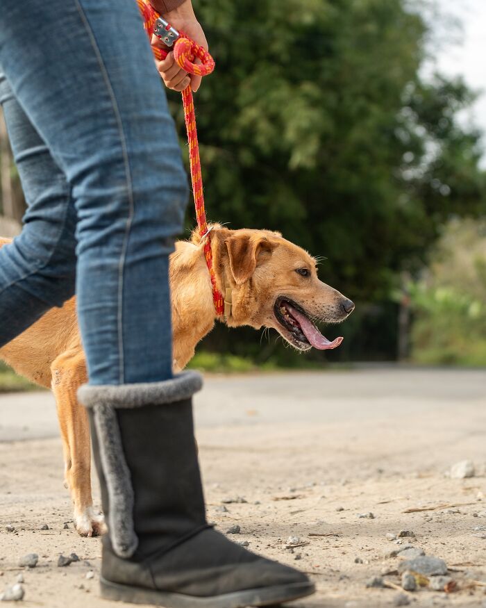 Person wearing black boots walking a happy shelter dog on a red leash outdoors during weekly walks