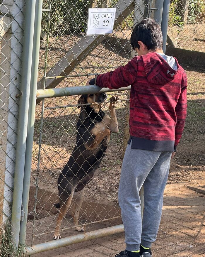 Young boy interacting with a shelter dog through a chain-link fence, capturing the joy of shelter dogs on their weekly walks.