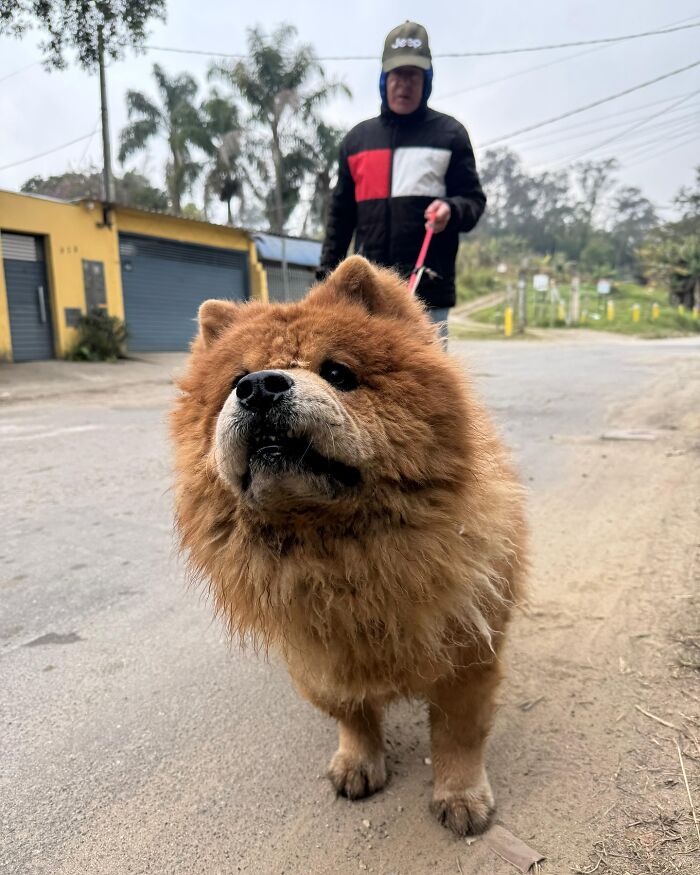 Fluffy brown shelter dog on a leash during a joyful weekly walk with its caretaker outdoors on a quiet street.