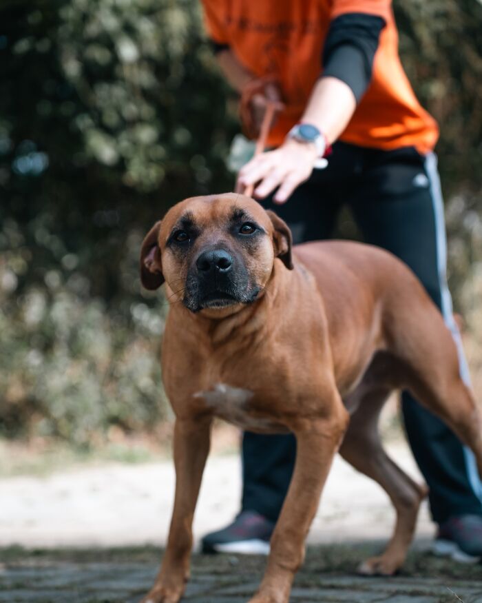 Brown shelter dog on a leash during a joyful weekly walk with a person in an outdoor natural setting