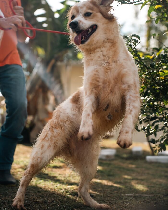 Shelter dog joyfully jumping during a weekly walk, held on a red leash with greenery in the background.