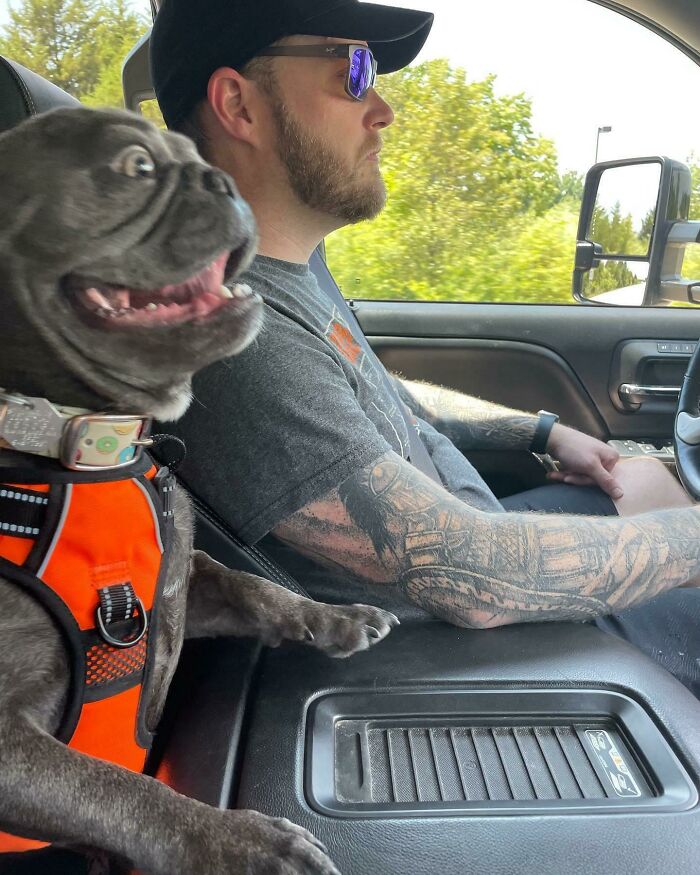 Dog wearing an orange harness making a funny face in a car next to a man driving on vacation, capturing comedy vibes.