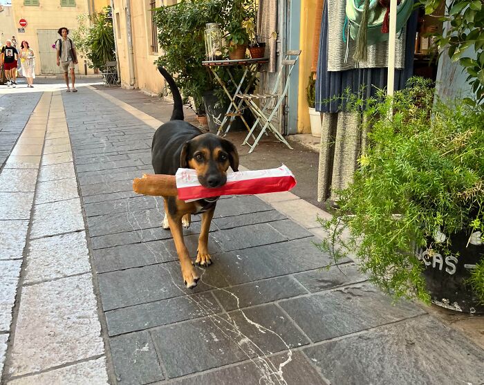 Dog carrying a large baguette on a cobblestone street, a hilarious vacation pic capturing a funny travel moment.