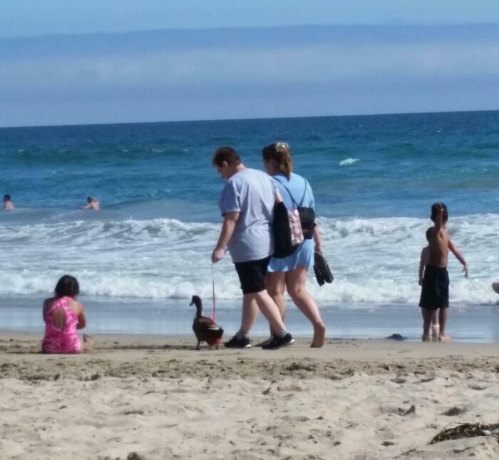 Couple walking a duck on a leash at the beach with ocean waves in the background in a funny vacation pic.