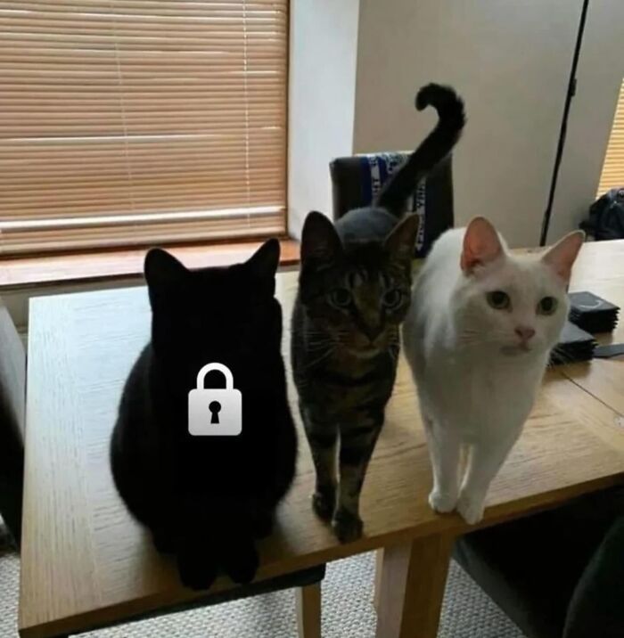 Three cats, one black, one tabby, and one white, sitting side by side on a wooden table in natural light, chaotic animal pics.