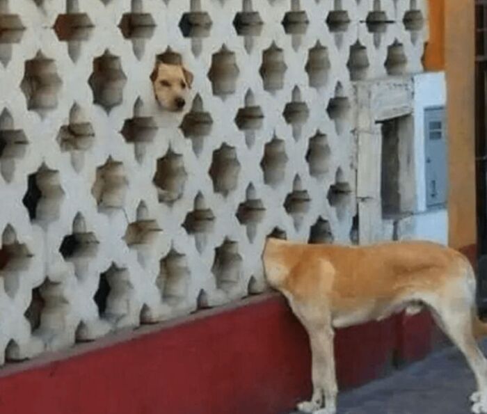 Two dogs in a chaotic animal pic with one dog's head poking through a patterned wall and another dog outside it.