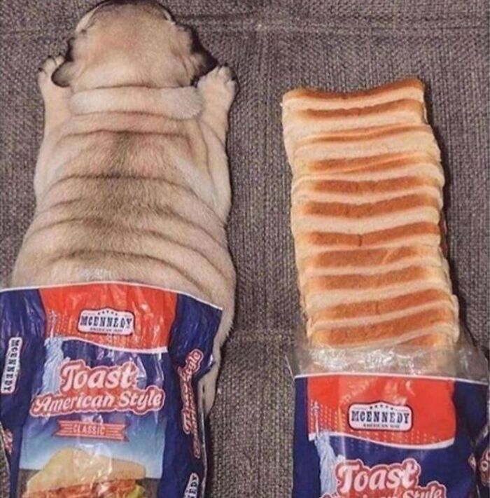 Pug puppy lying next to a loaf of bread in similar packaging, creating a hilariously chaotic animal comparison.