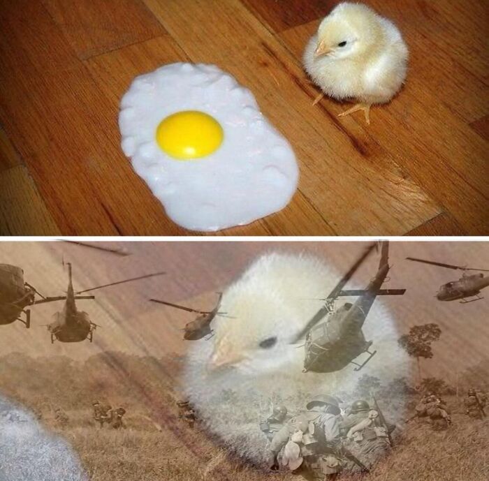Cute chick next to a fake fried egg and a chaotic war scene montage featuring the same animal, highlighting hilarious animal pics.