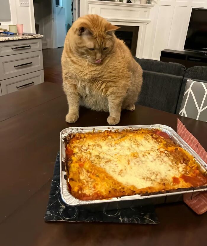 Chubby orange cat sitting on table staring at a cheesy lasagna in a foil pan in a home kitchen chaotic animal pics.