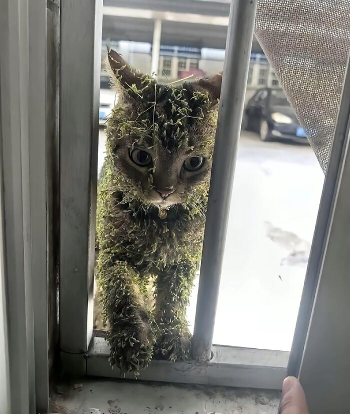 Cat covered in plant burrs looking through a window, one paw resting on the ledge in a chaotic animal moment.