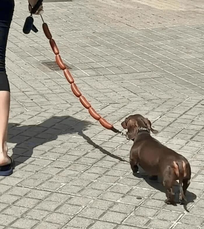 Small brown dachshund on a leash made of linked sausages, humorously chaotic animal pic outdoors on pavement.