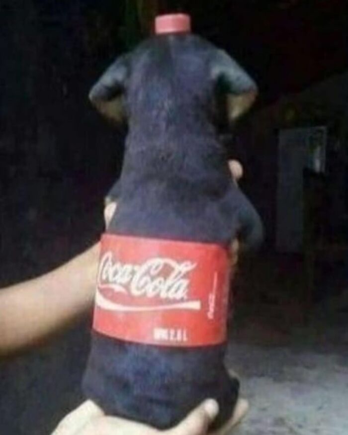 Hand holding a dog wearing a Coca-Cola bottle costume, a hilariously chaotic animal pic that hits harder than Monday morning.