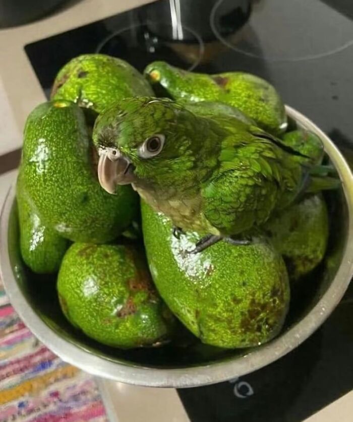 Green parrot blending with avocados in a bowl, one of the hilariously chaotic animal pics capturing unexpected moments.