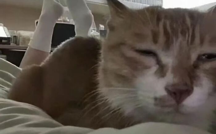 Close-up of a sleepy cat on a bed with feet in the background, capturing a hilariously chaotic animal moment.