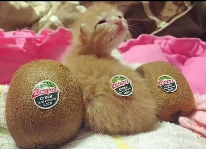 Fluffy kitten wearing kiwi fruit stickers lying between two kiwi fruits in a hilariously chaotic animal pic.