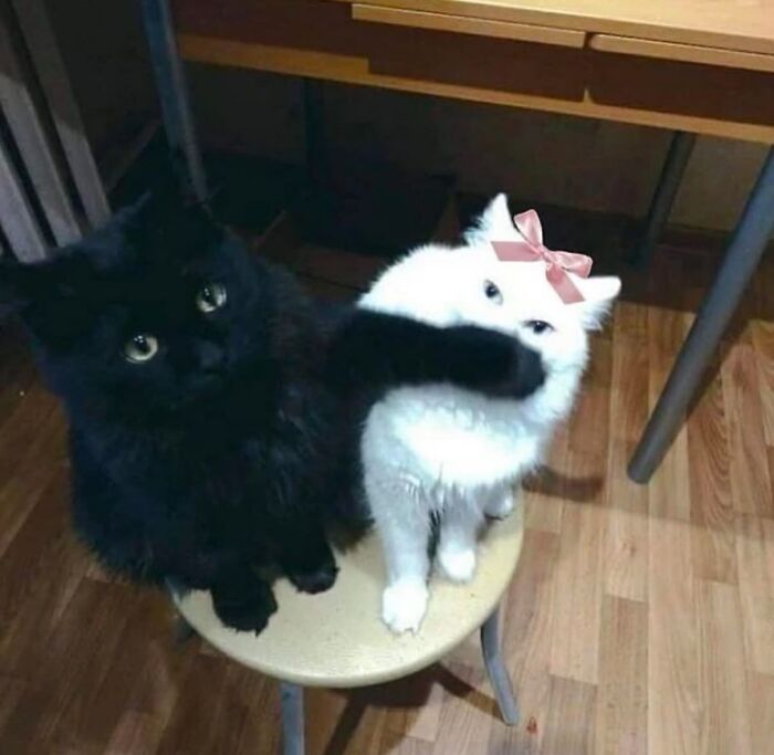 Two cats sitting on a stool, one black cat covering the face of a white cat with a bow, chaotic animal pics moment.