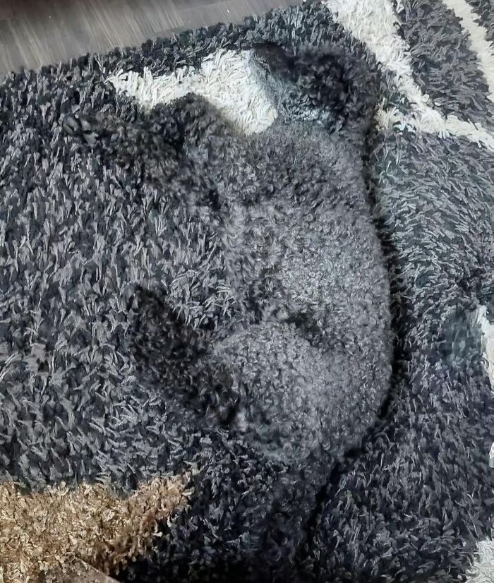 Curly black dog blending into a shaggy black and gray rug, creating a hilariously chaotic animal scene.