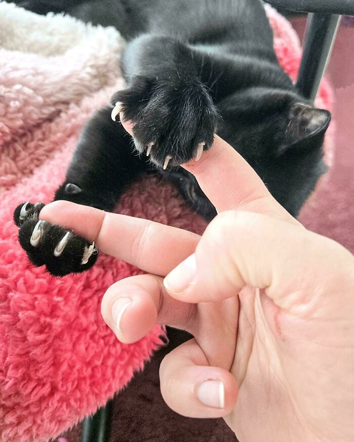 A person holding a black cat's paw to display the prominent and sharp cat claw