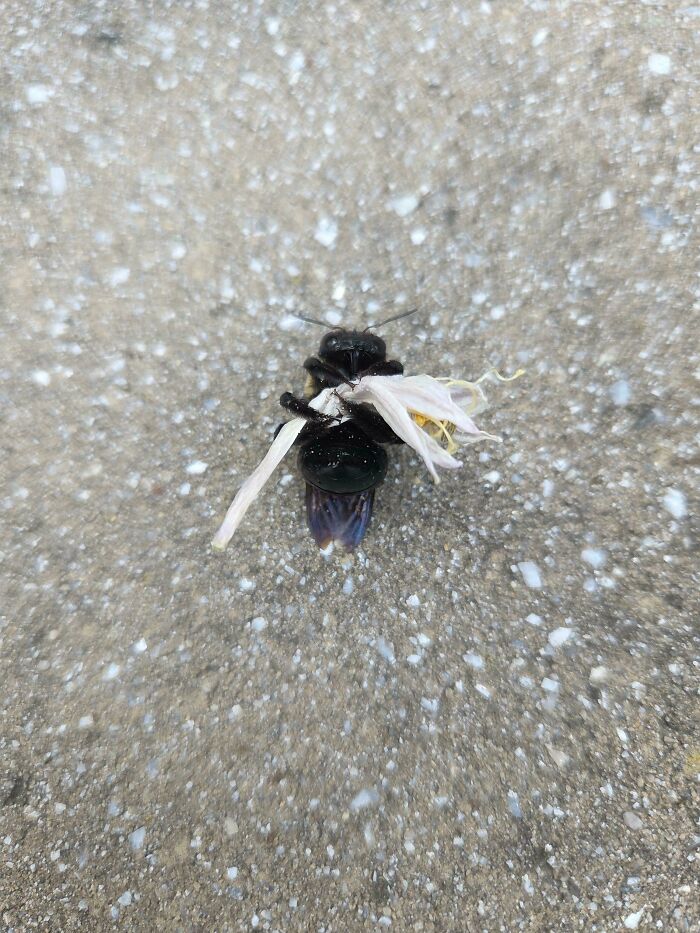 Black insect carrying a white flower petal on rough textured ground, a moderately interesting moment shared with the world.