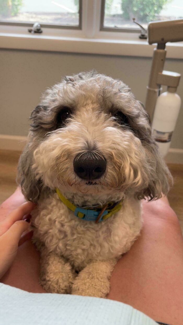 Curly dog with a blue and yellow collar sitting calmly between owner’s legs, a moderately interesting moment shared.