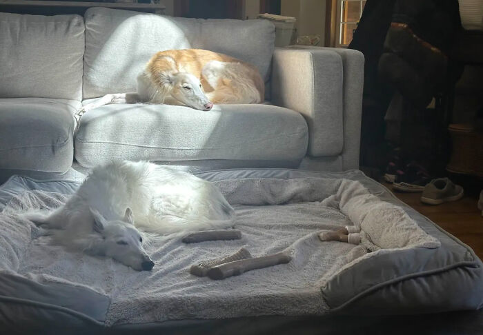 Two dogs resting peacefully in a sunlit room, creating an accidental renaissance photo with soft natural lighting.