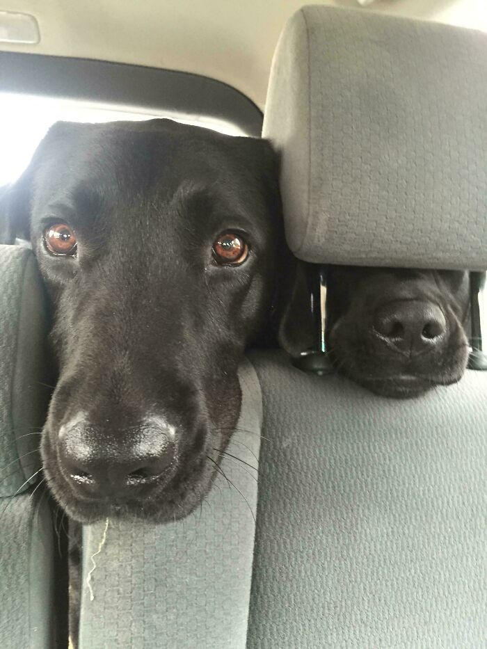 Two black dogs with goofy expressions peeking between car seats, showcasing hilarious dogs being their goofy selves.