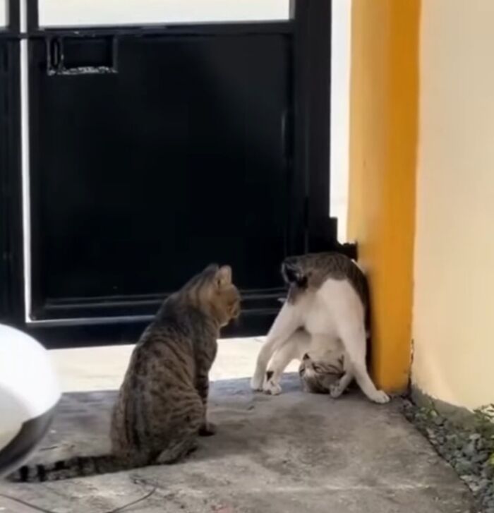Two hilarious cats in a playful moment near a gate, showcasing funny cat moments that prove cats rule the internet.