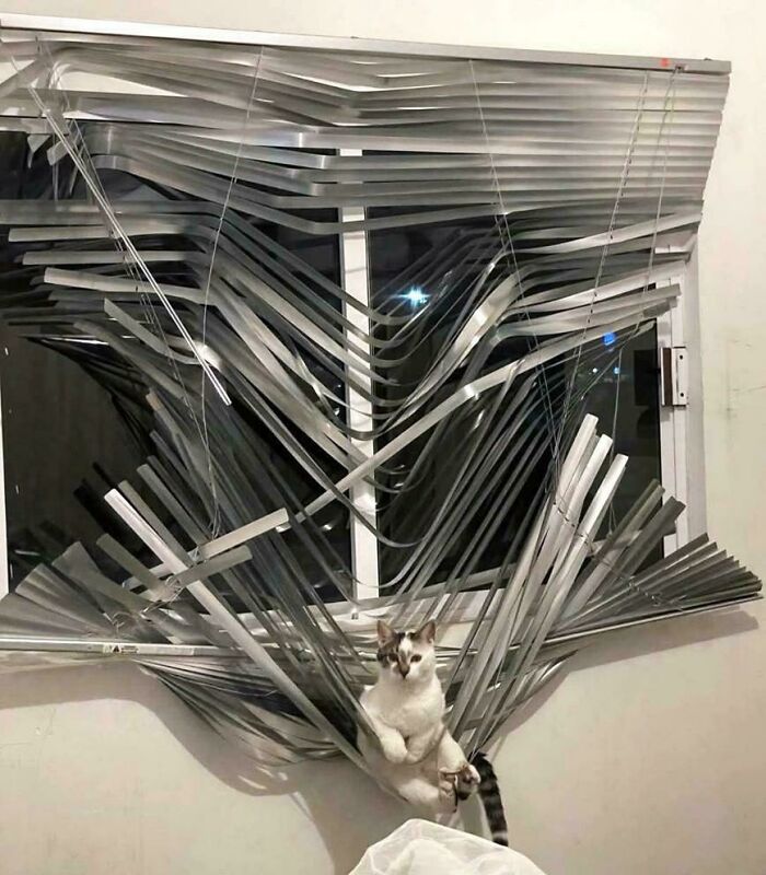 Cat trapped in twisted window blinds, illustrating one of the funny ways people learned their lesson.