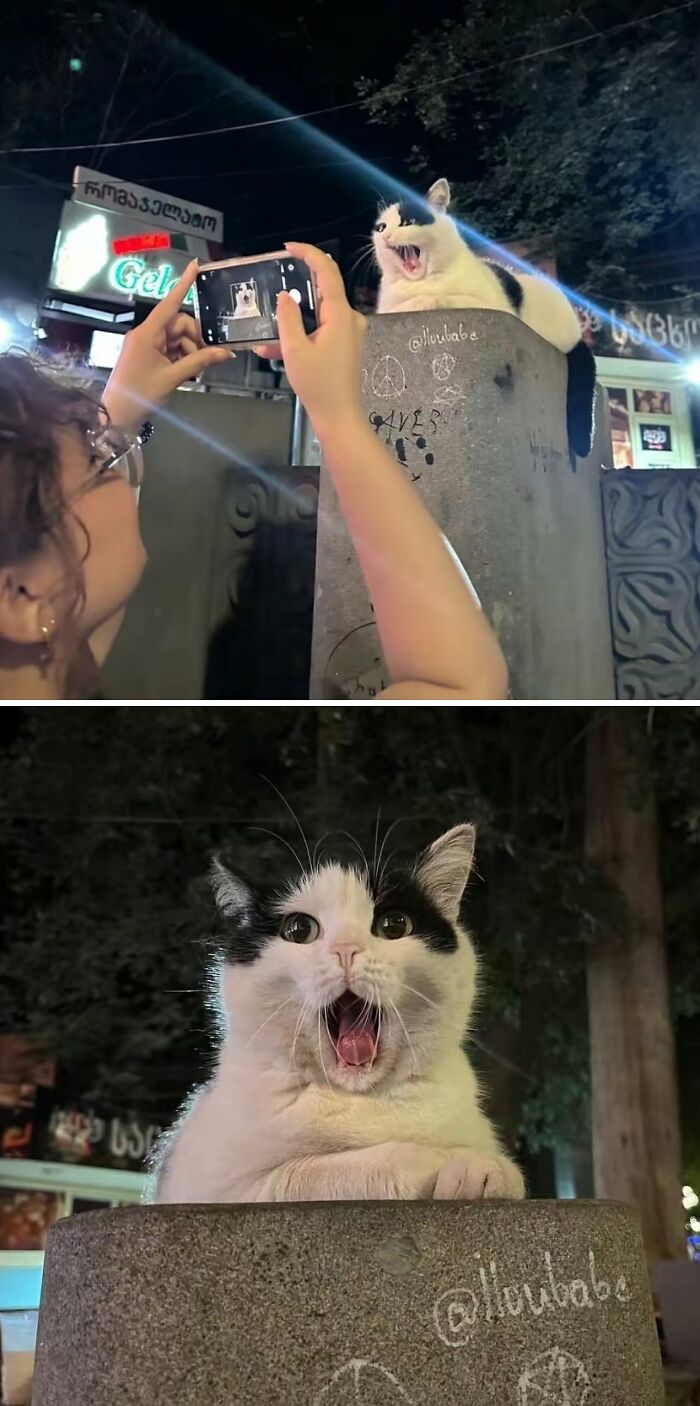 Black and white cat making a funny face while being photographed on a stone pillar at night in a strange funny cat moment.