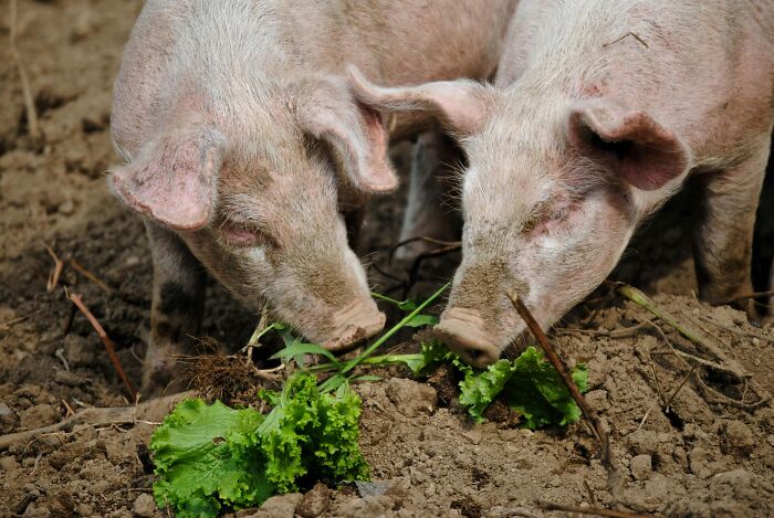 Two pigs foraging and eating green lettuce on soil, illustrating headlines that rocked the world in 2025.