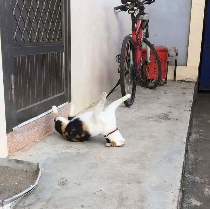 Calico cat lying upside down on concrete floor near a door and a red bicycle in a narrow alleyway.