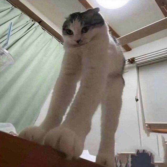 Cat with unusually long front legs stretching indoors, a strange but funny photo of cats from a feline-obsessed IG account.