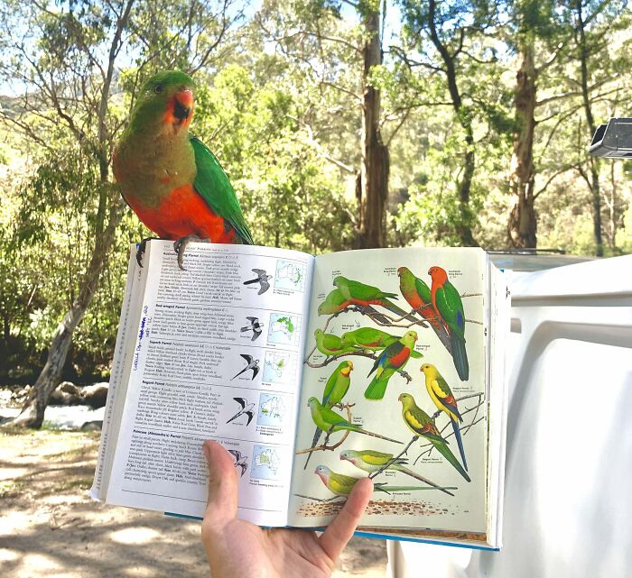 Colorful bird perched on a bird guidebook page showing similar birds, a rare coincidence captured in nature.
