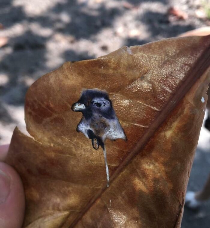 Close-up of a dry leaf showing a rare coincidence pattern that looks like a black and white animal figure.