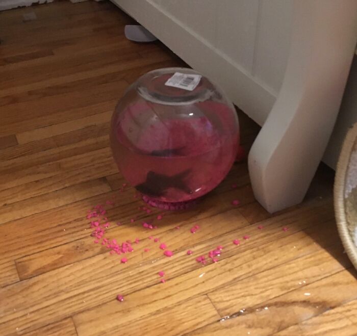 Goldfish bowl tipped over on wooden floor with spilled pink gravel, a rare coincidence that looks like a photo mistake.