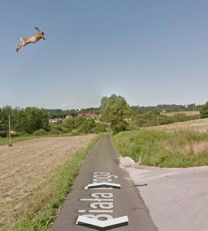 Rare coincidence of a rabbit apparently leaping high over a rural road under clear blue skies.