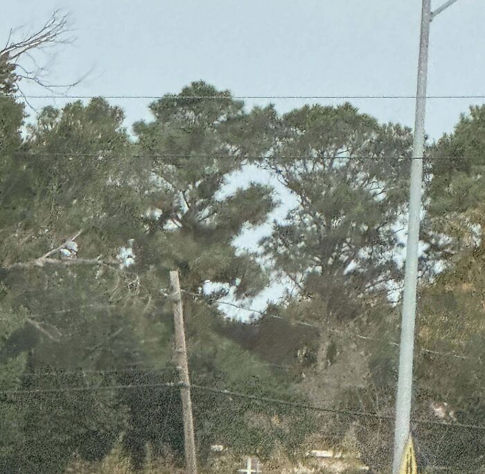 Rare coincidences captured in a photo showing tree branches and shadows creating an unusual natural shape outdoors.