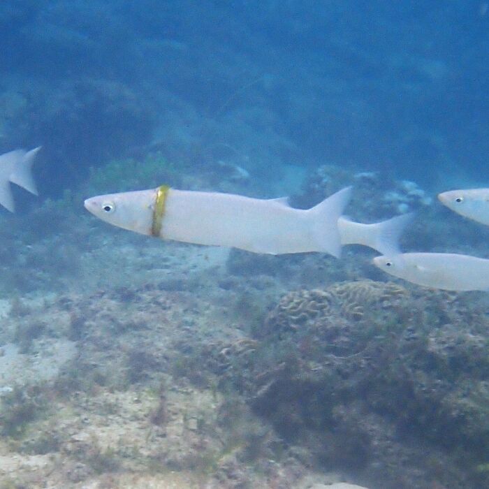 Fish underwater with a rare coincidence of a ring around one fish, creating a natural unusual scene.