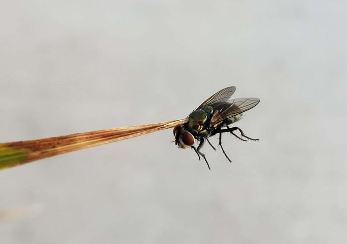 Close-up of a rare coincidence showing a fly perfectly balanced on the tip of a thin dried leaf.